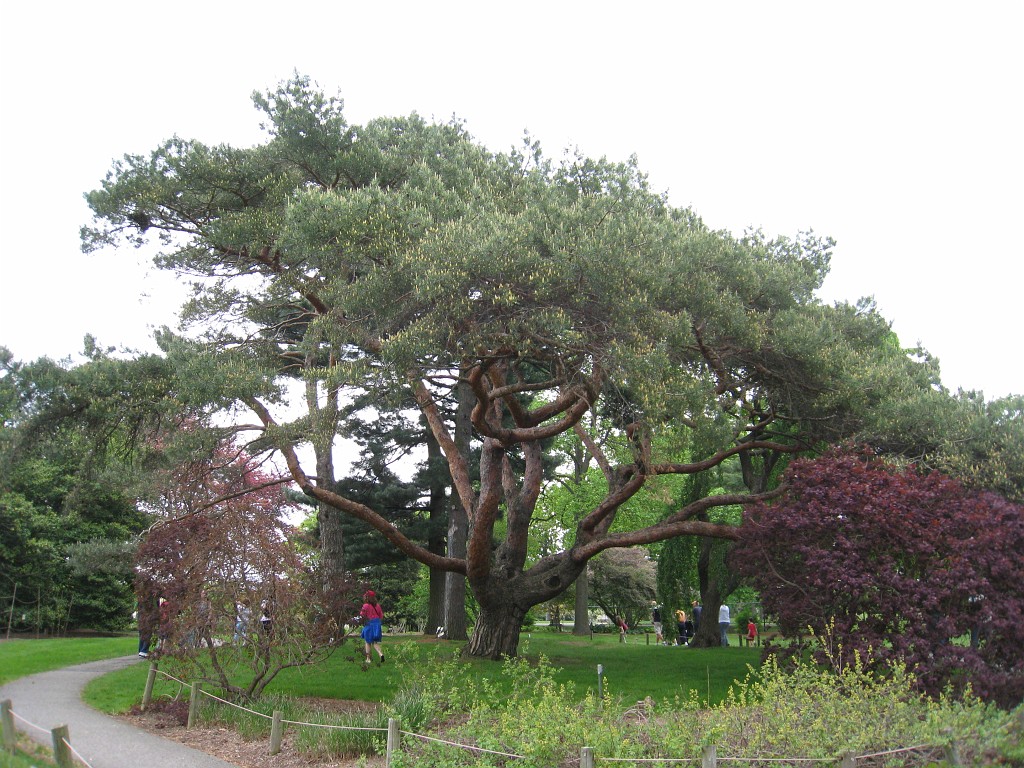 Dart Frog Dash 08 0451.jpg - The Toledo Ohio Zoo held the 2008 Dart Frog Dash 5K race on May 17, 2008. The weather was great, the race went fine, and the animals were fun to see! The highlight was the nursing Polar Bear Cubs - two 330 pound "babies" tugging on mama.